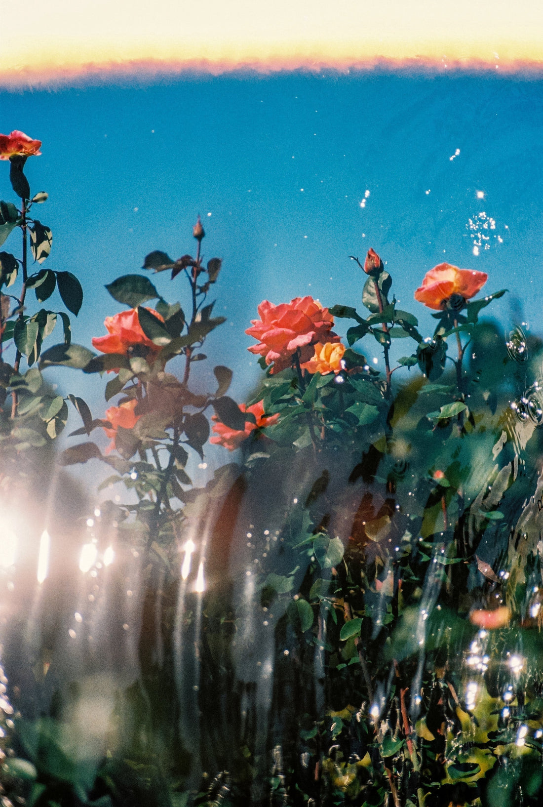 archive：大矢真梨子写真展「Innner Garden」