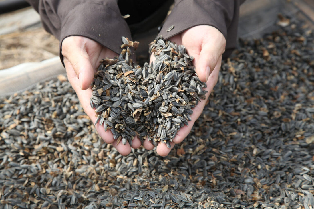 〈OSAJI Journal〉SPECIAL REPORT