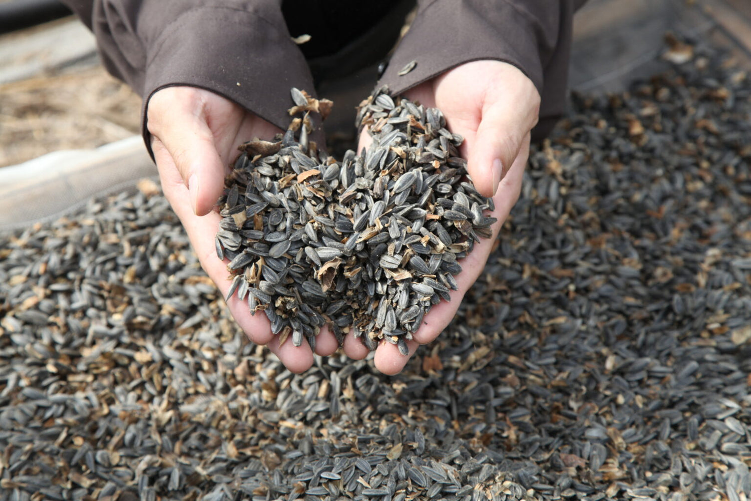 〈OSAJI Journal〉SPECIAL REPORT