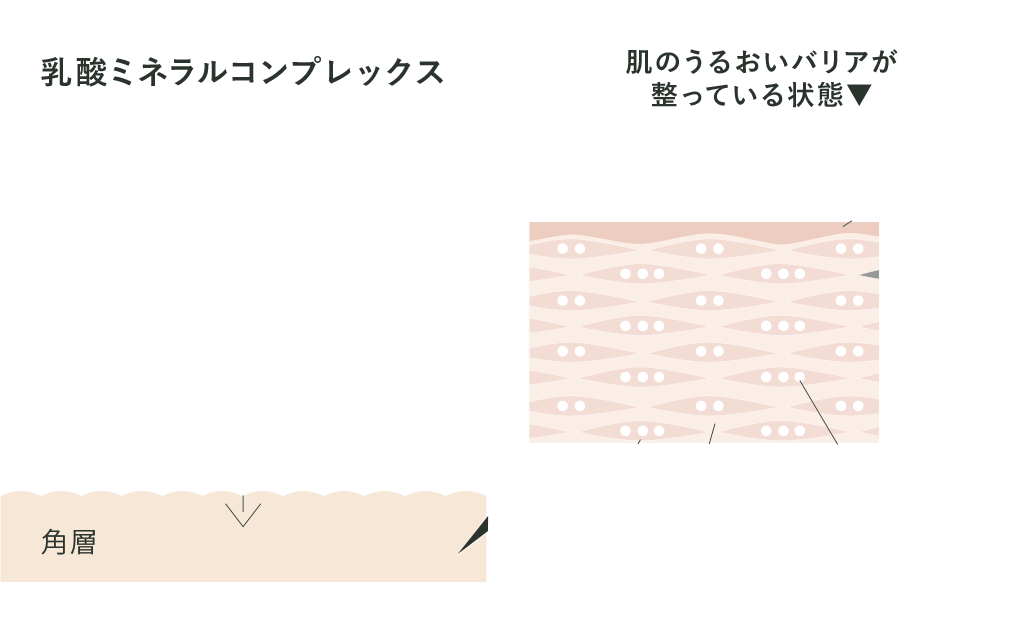  乳酸＋ミネラルで実現した「コルネオ リペアリング メソッド」